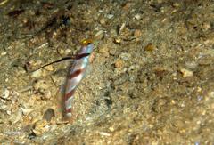 Stonogobiops nematodes