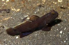 Cryptocentrus fasciatus