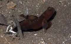 Cryptocentrus fasciatus