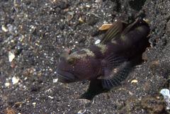 Cryptocentrus fasciatus