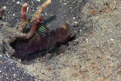 Cryptocentrus fasciatus