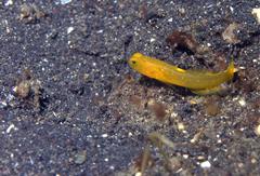 Cryptocentrus sericus