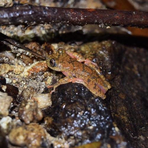 Tepui Tree Frog, Boana tepuiana