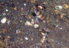 Amblyeleotris arcupinna