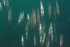 Centriscus scutatus