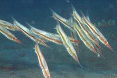 Centriscus scutatus