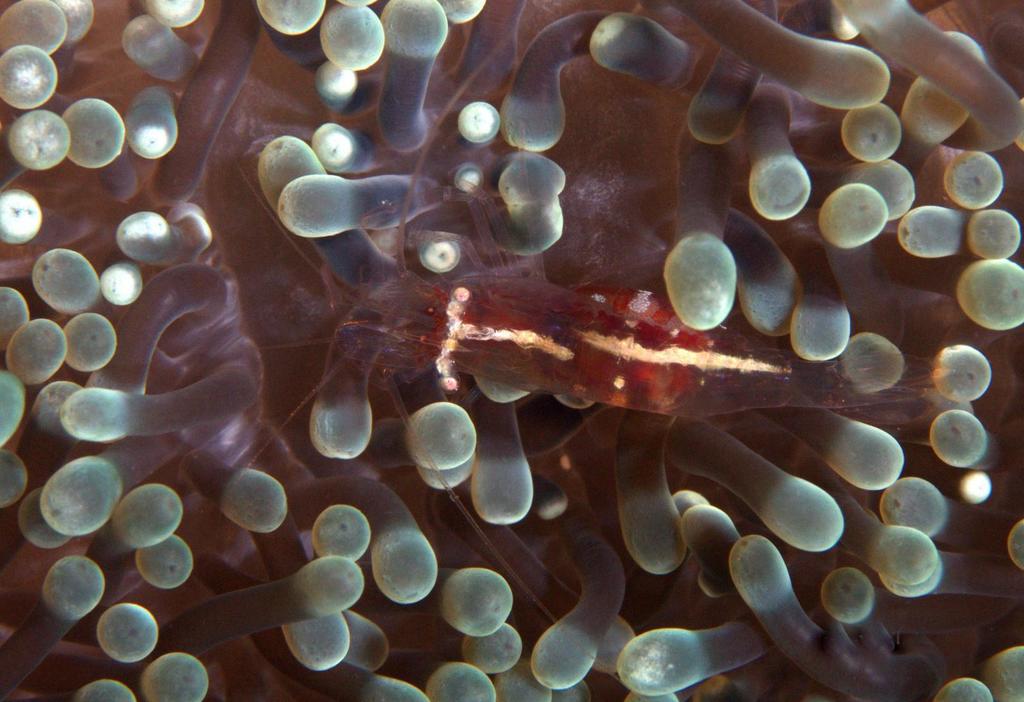 Actinimenes ornatellus