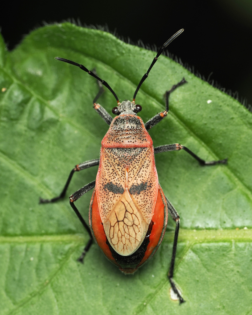 Mexican Bordered Plant Bug
