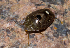 Alveostethus
