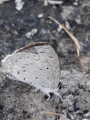 Celastrina echo gozora