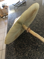 Chlorophyllum molybdites image
