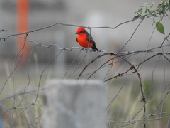 Pyrocephalus rubinus