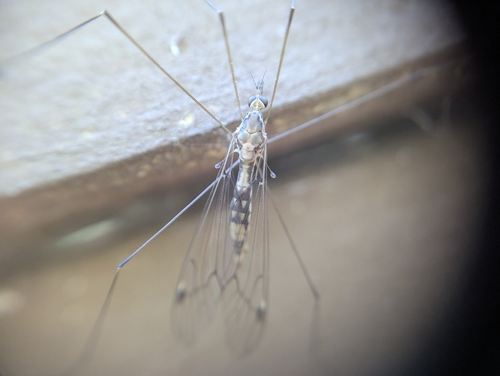 Unknown species found near Mandeville, LA, USA