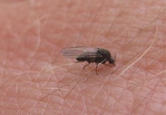 Austrosimulium