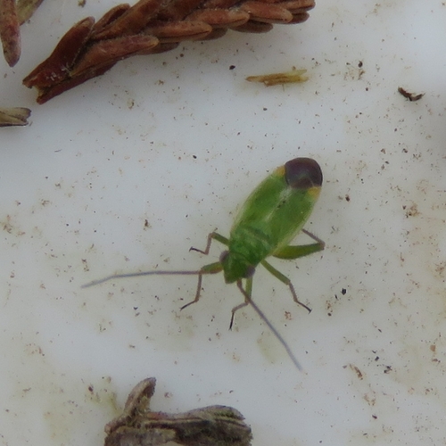 Orthotylus ericetorum ericetorum