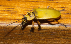 Chauliognathus flavipes