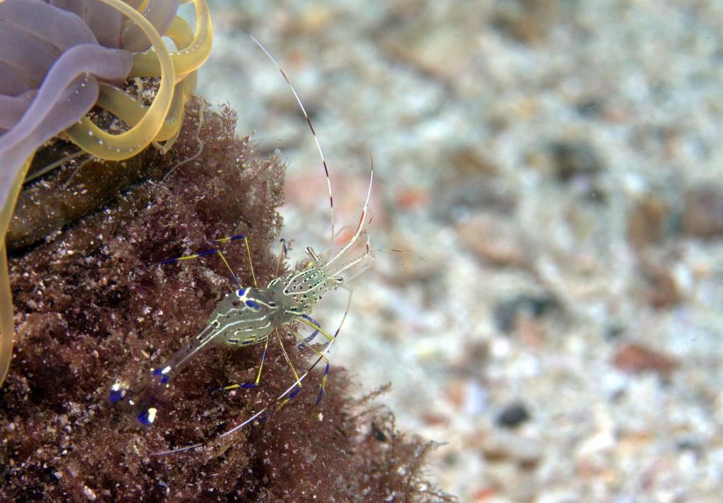 Ancylomenes lucasi