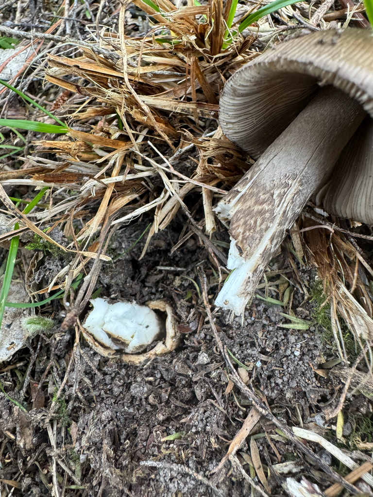 Amanita pekeoides · November 2025 · photo: © anna-nz (iNaturalist, cc-by)