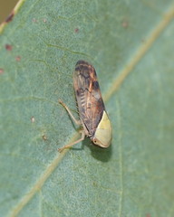 Brunotartessus fulvus