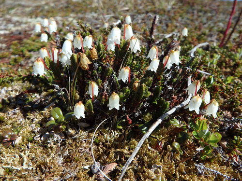 Arctic bell-heather