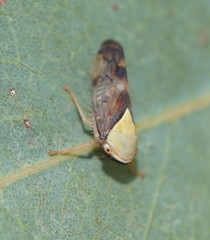 Brunotartessus fulvus