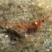 Caribbean Velvet Shrimp - Photo (c) craigjhowe, some rights reserved (CC BY-NC-ND)