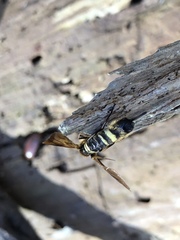 Eriotremex formosanus