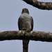 Rufous-thighed Kite - Photo (c) fabiomanfredini, some rights reserved (CC BY-NC), uploaded by fabiomanfredini