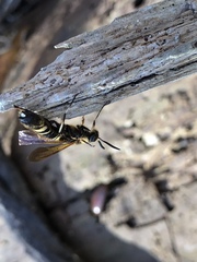 Eriotremex formosanus