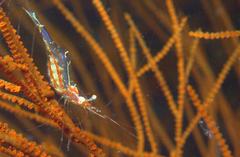 Manipontonia psamathe