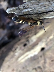 Eriotremex formosanus