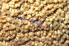 Ancylomenes sarasvati