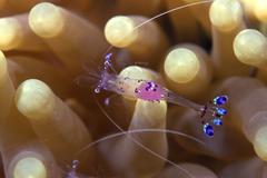 Ancylomenes sarasvati