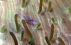 Ancylomenes sarasvati