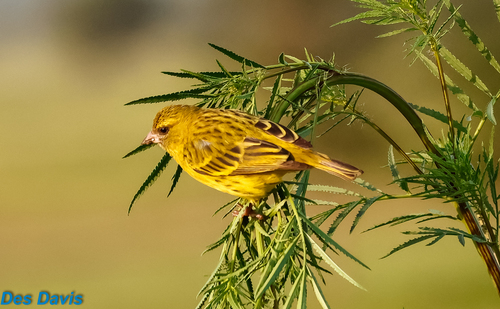 African Citril