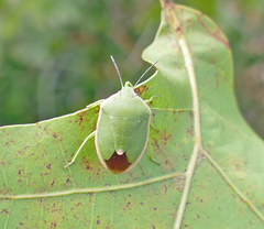Chlorochroa persimilis