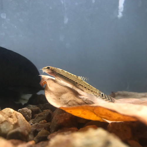 Common spiny loach (Lepidocephalichthys thermalis) — Cobitidae — 4