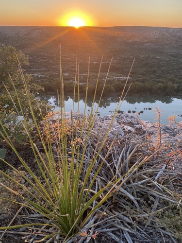 Dasylirion texanum