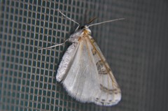 Philtraea mexicana