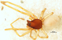Orsolobidae