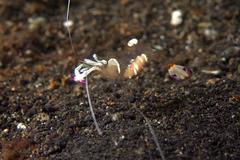 Ancylomenes magnificus