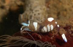 Ancylomenes magnificus