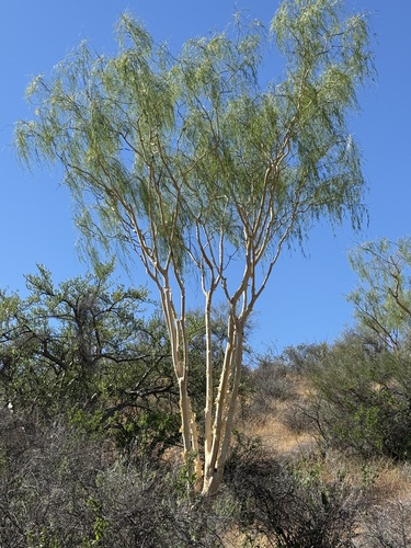 Willard's Acacia