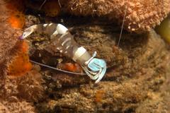 Ancylomenes magnificus