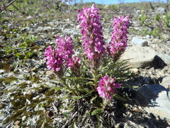 Pedicularis lanata
