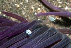 Ancylomenes magnificus