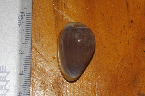 Marginella labiata · iNaturalist