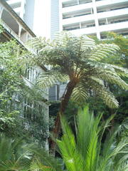 Sphaeropteris excelsa