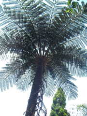 Sphaeropteris excelsa