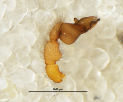 Orsolobidae